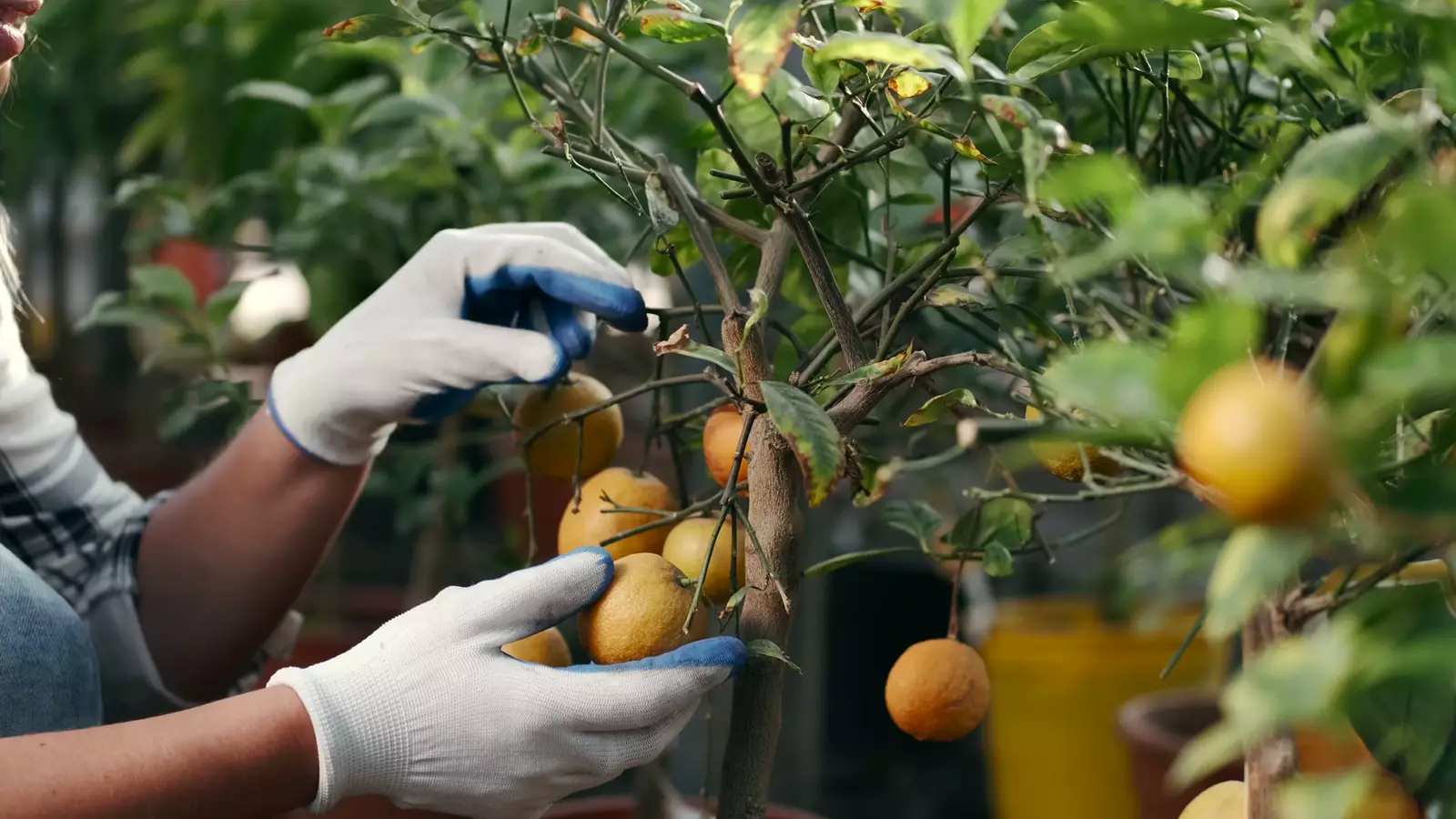 Citrus on the tree with boxes drawn around each fruit